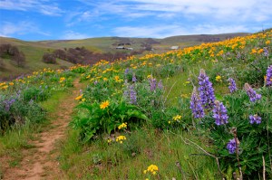 This March 29, 2015, photo shows trails at Columbia Hills State Park on the Washington side of the Columbia River Gorge. Blooms of wildflowers that arrive with spring provide a great reason to get outdoors, and few places in the Pacific Northwest offer better showcase than the eastern side of the Columbia River Gorge. (Zach Urness/Statesman-Journal via AP)