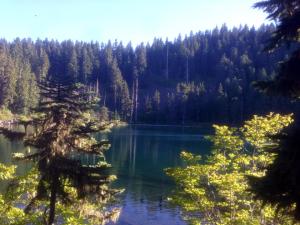 pretty forest with lake